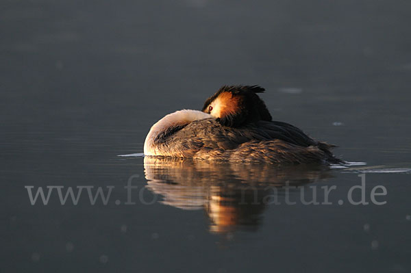 Haubentaucher (Podiceps cristatus)