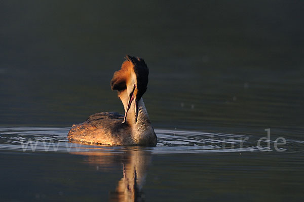 Haubentaucher (Podiceps cristatus)