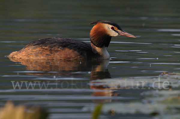 Haubentaucher (Podiceps cristatus)