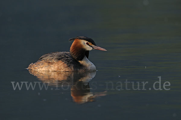 Haubentaucher (Podiceps cristatus)