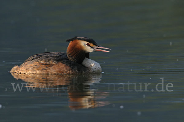 Haubentaucher (Podiceps cristatus)