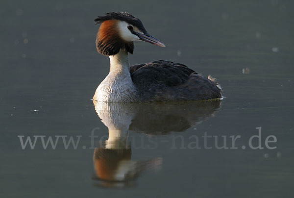 Haubentaucher (Podiceps cristatus)