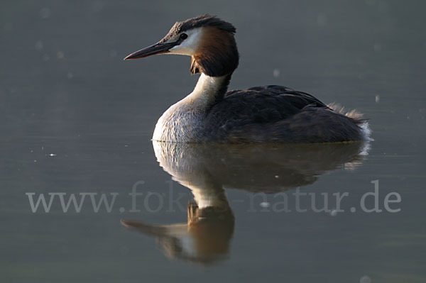 Haubentaucher (Podiceps cristatus)