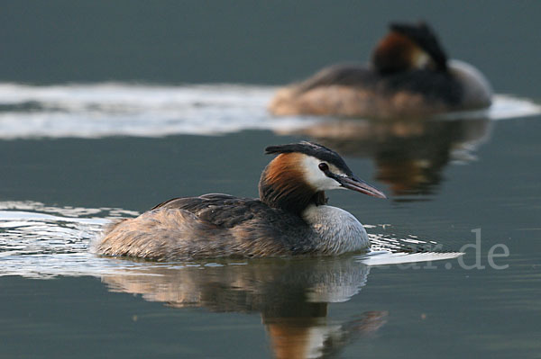 Haubentaucher (Podiceps cristatus)