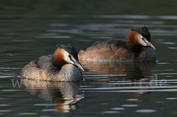 Haubentaucher (Podiceps cristatus)