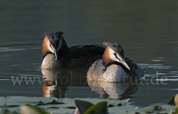 Haubentaucher (Podiceps cristatus)