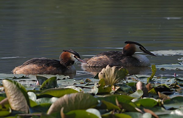 Haubentaucher (Podiceps cristatus)