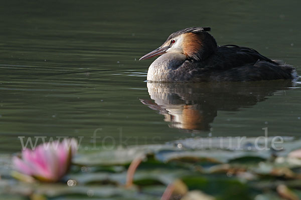 Haubentaucher (Podiceps cristatus)