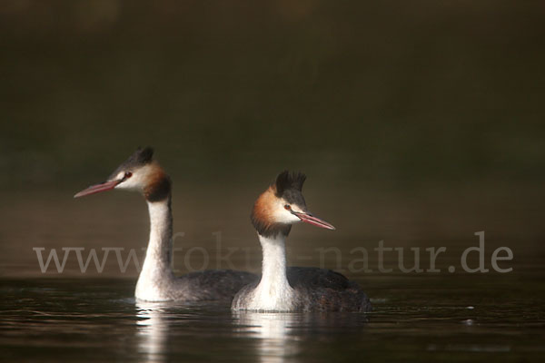 Haubentaucher (Podiceps cristatus)