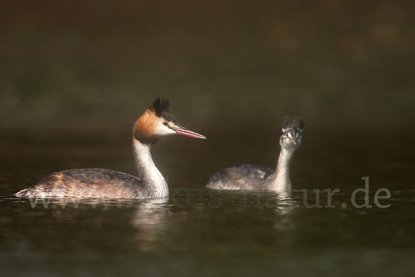 Haubentaucher (Podiceps cristatus)