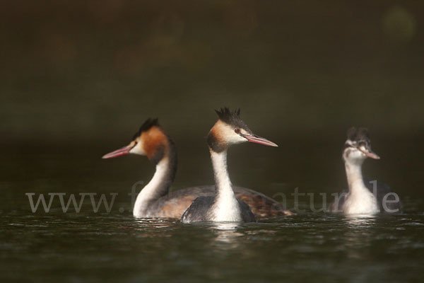 Haubentaucher (Podiceps cristatus)