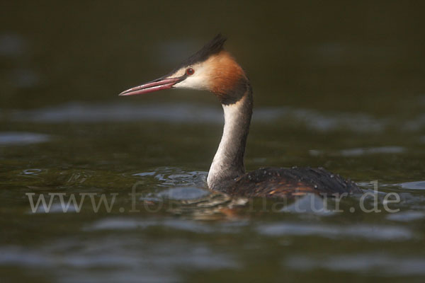 Haubentaucher (Podiceps cristatus)