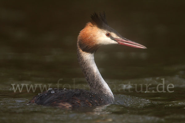 Haubentaucher (Podiceps cristatus)