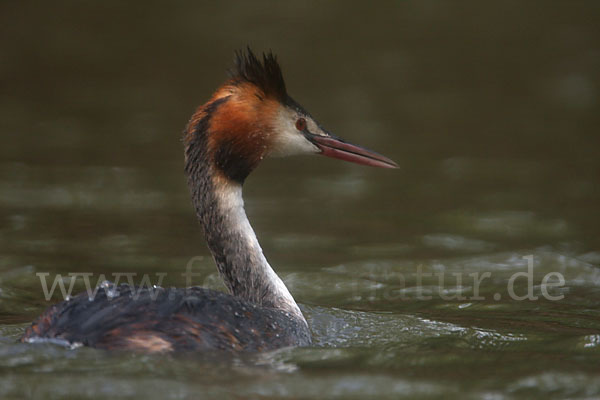 Haubentaucher (Podiceps cristatus)