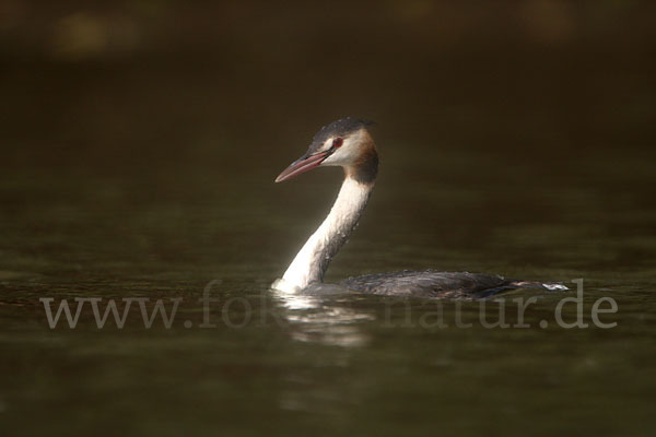 Haubentaucher (Podiceps cristatus)