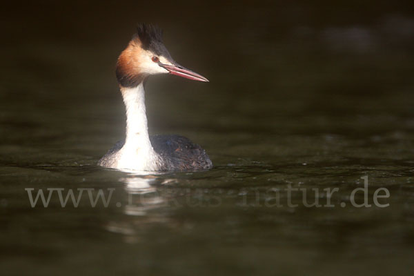 Haubentaucher (Podiceps cristatus)