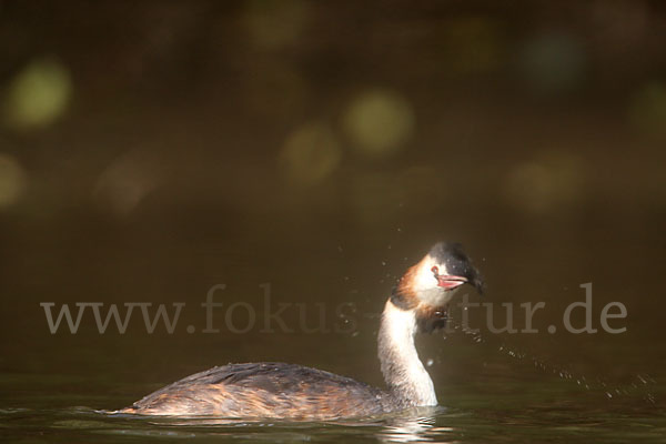 Haubentaucher (Podiceps cristatus)