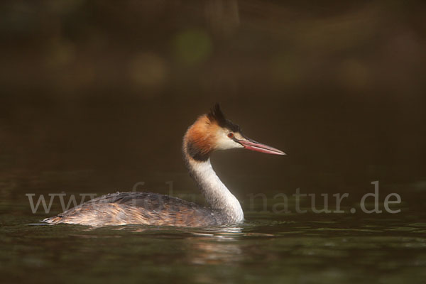 Haubentaucher (Podiceps cristatus)