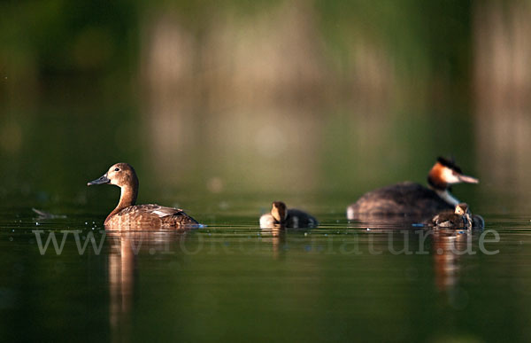 Haubentaucher (Podiceps cristatus)