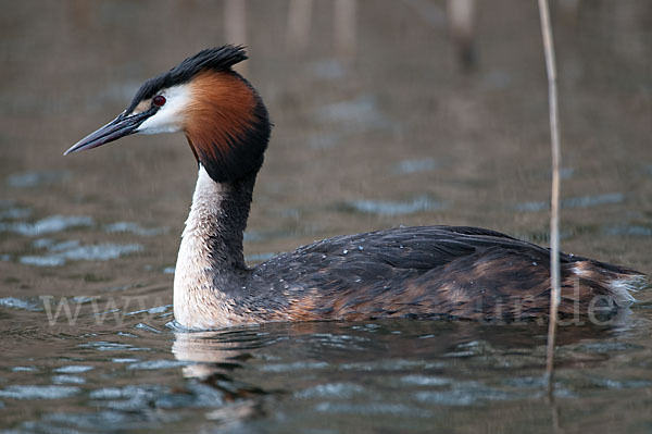 Haubentaucher (Podiceps cristatus)