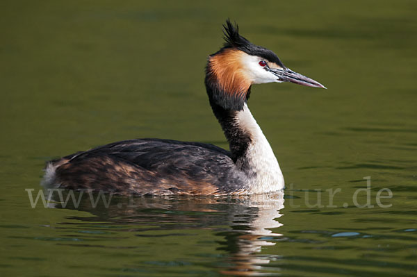 Haubentaucher (Podiceps cristatus)