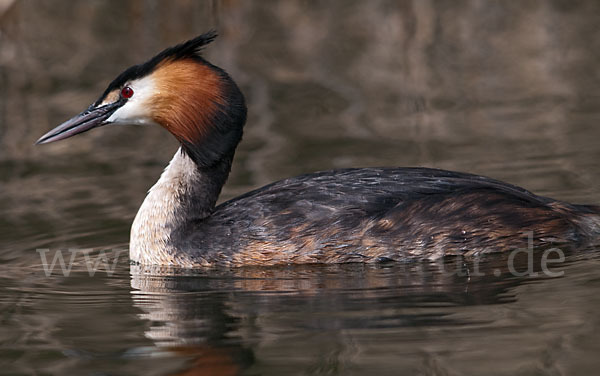 Haubentaucher (Podiceps cristatus)