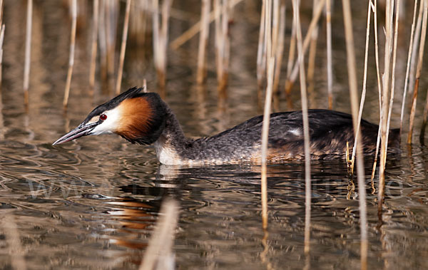 Haubentaucher (Podiceps cristatus)