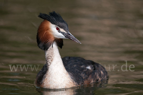 Haubentaucher (Podiceps cristatus)