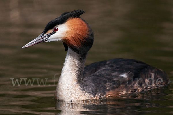 Haubentaucher (Podiceps cristatus)