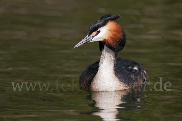 Haubentaucher (Podiceps cristatus)