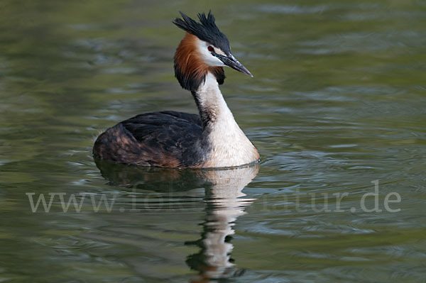 Haubentaucher (Podiceps cristatus)