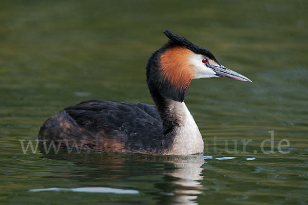 Haubentaucher (Podiceps cristatus)