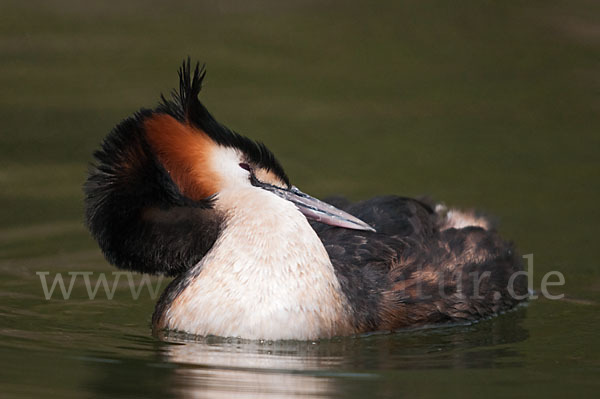 Haubentaucher (Podiceps cristatus)