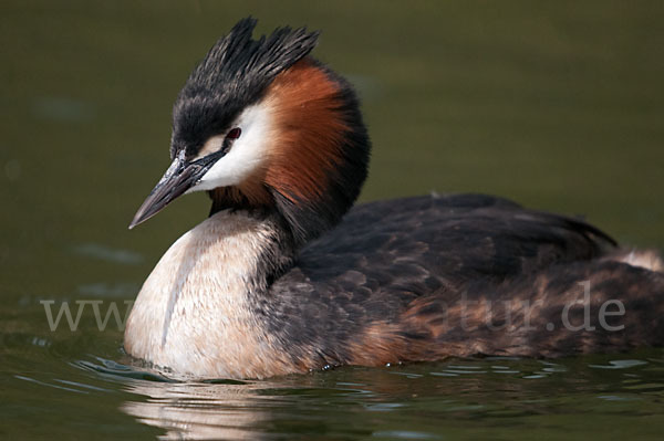 Haubentaucher (Podiceps cristatus)