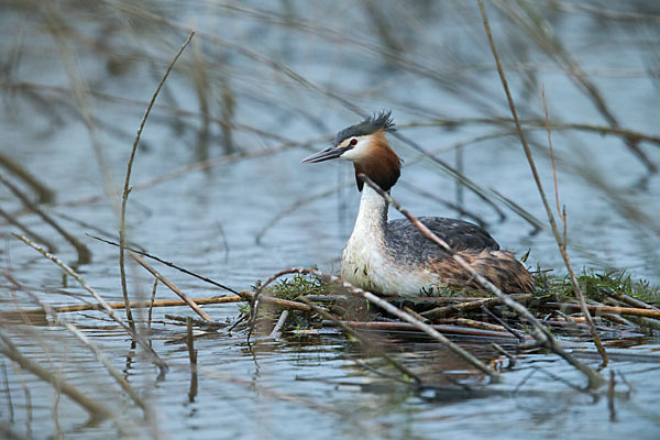 Haubentaucher (Podiceps cristatus)