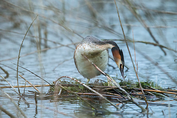 Haubentaucher (Podiceps cristatus)