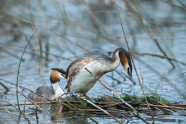 Haubentaucher (Podiceps cristatus)