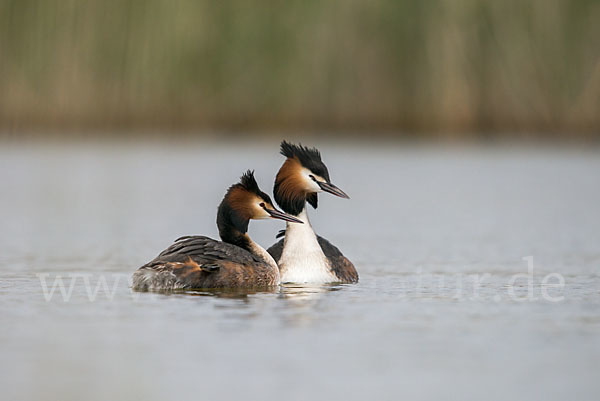 Haubentaucher (Podiceps cristatus)