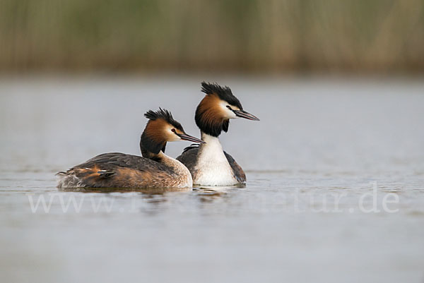 Haubentaucher (Podiceps cristatus)