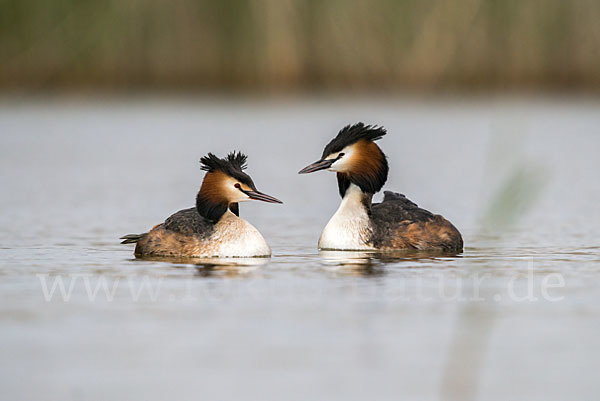 Haubentaucher (Podiceps cristatus)