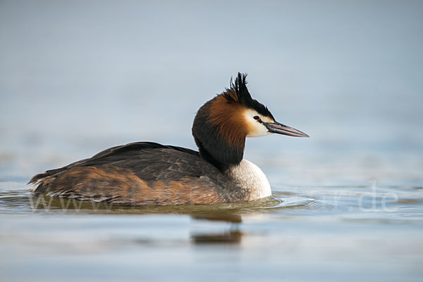 Haubentaucher (Podiceps cristatus)