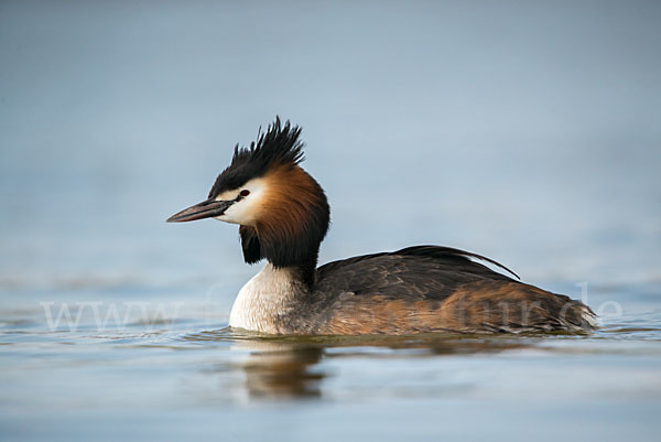 Haubentaucher (Podiceps cristatus)