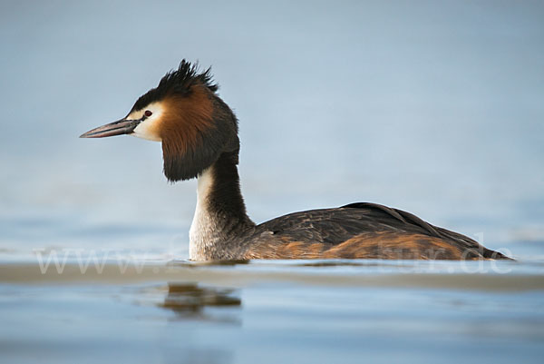 Haubentaucher (Podiceps cristatus)