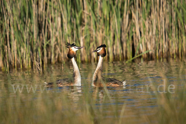 Haubentaucher (Podiceps cristatus)