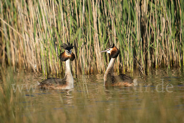 Haubentaucher (Podiceps cristatus)