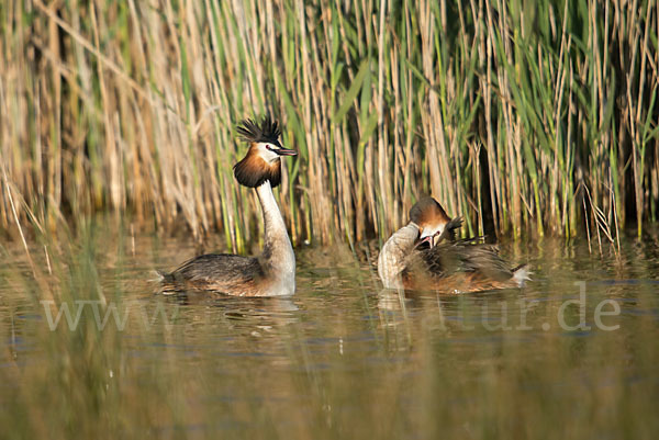 Haubentaucher (Podiceps cristatus)