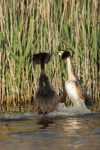 Haubentaucher (Podiceps cristatus)