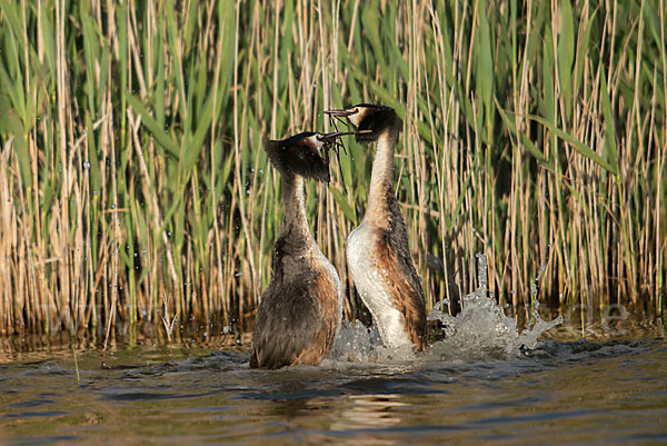 Haubentaucher (Podiceps cristatus)