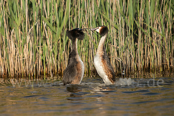 Haubentaucher (Podiceps cristatus)