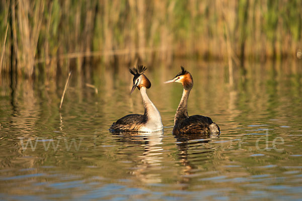 Haubentaucher (Podiceps cristatus)